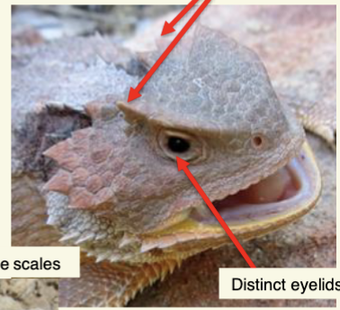 <ul><li><p>Round, flat body</p></li><li><p>short limbs, short tails</p></li><li><p>horned scales behind eyes &amp; on back of head</p></li><li><p>lateral fringe scales</p></li><li><p>can eject blood from eyes when threatened</p></li><li><p>pattern &amp; coloration can vary, often with dark patches down back</p></li></ul>