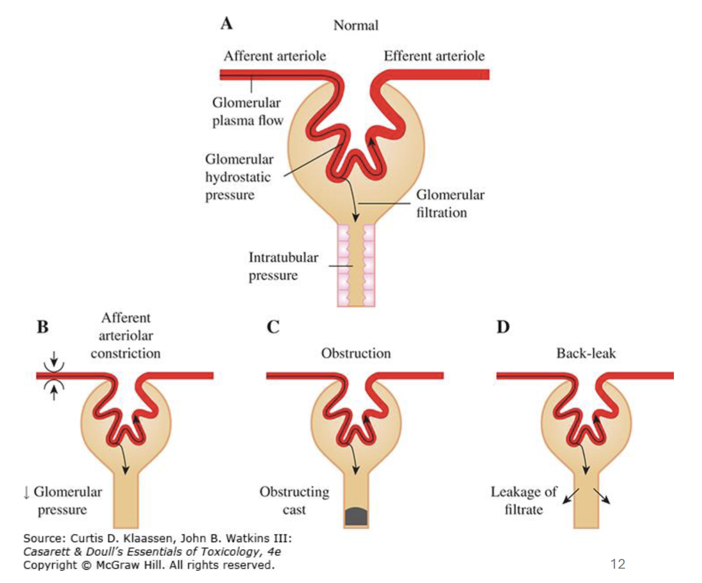 <ol><li><p>Adequate blood flow to glomerulus</p></li><li><p>Adequate glomerular capillary pressure</p></li><li><p>Glomerular permeability </p></li><li><p>Lower intratubular pressure </p></li></ol><p></p>