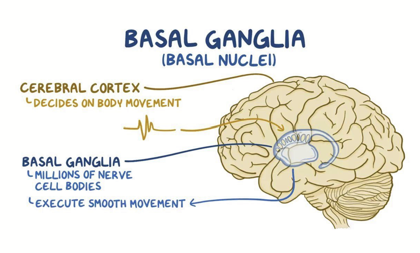 <p>Paired structures located under each cerebral cortex hemisphere. Responsible for semi-voluntary movement (e.g. walking, running, and jumping) which, although initiated consciously, rely on predefined (learned) sequences of muscle contractions.</p><p>Use information that feeds from the cerebral cortex and cerebellum.</p>