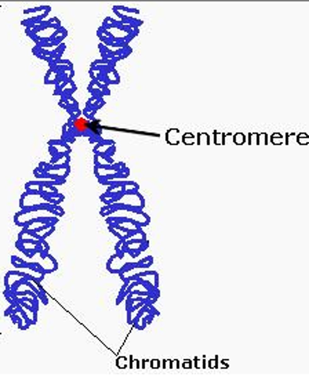 <p>The area where the chromatids of a chromosome are attached</p>