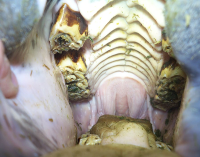 <p>described as dental crown elongations (hooks, ramps, waves, steps, transverse ridges)</p><p>a normal tooth that is out of occlusion with an abnormality in opposite arcade</p>