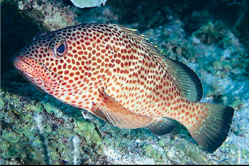 <p><span><span>fish?</span></span></p>