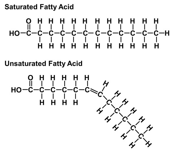 <p>-Contains at least one double bond (kink) in their hydrocarbon chain -Reduced number of H&apos;s -Usually found in vegetable oils -Liquid at room temperature -Stimulates the breakdown and secretion of cholesterol.</p>