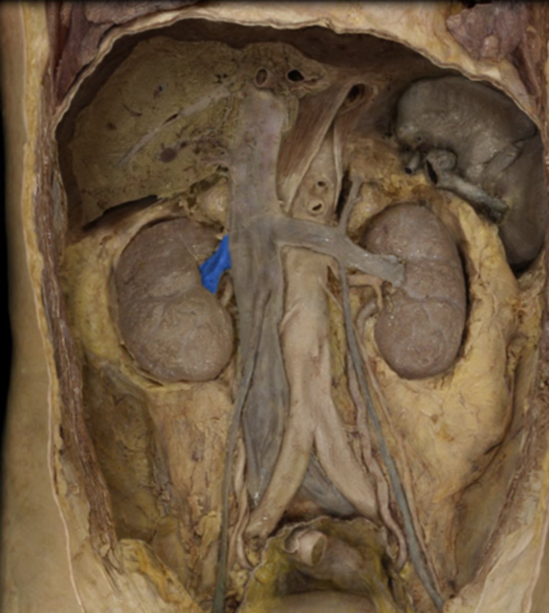 <p>dumps directly into inferior vena cava</p>