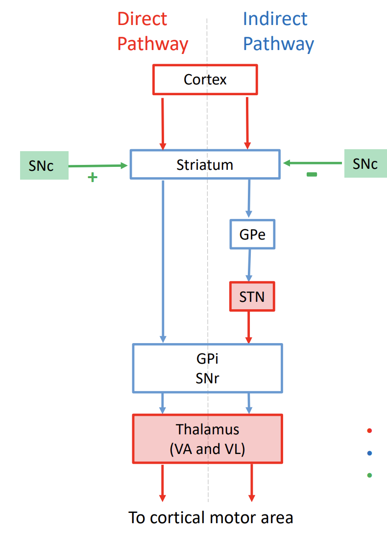 <p>anti movement</p><p>NO dopamine from SNc → inhibit the thalamus</p>