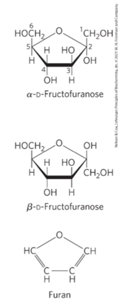 <p>five-membered ring compounds</p>