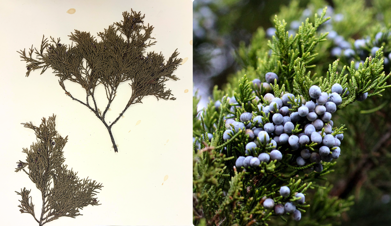 <p>Scaley leaves</p><p>Ovulate cones blue-black-purple</p><p>Leaf gland without exudate</p><p>Hilum covering seed 1/3 or less its length</p><p><strong>Plant usually 1 main trunk from base</strong></p><p><strong>Abaxial leaf glands elliptic-elongate, not conspicuously raised</strong></p><p><strong>Leaf margins entire, smooth</strong></p>