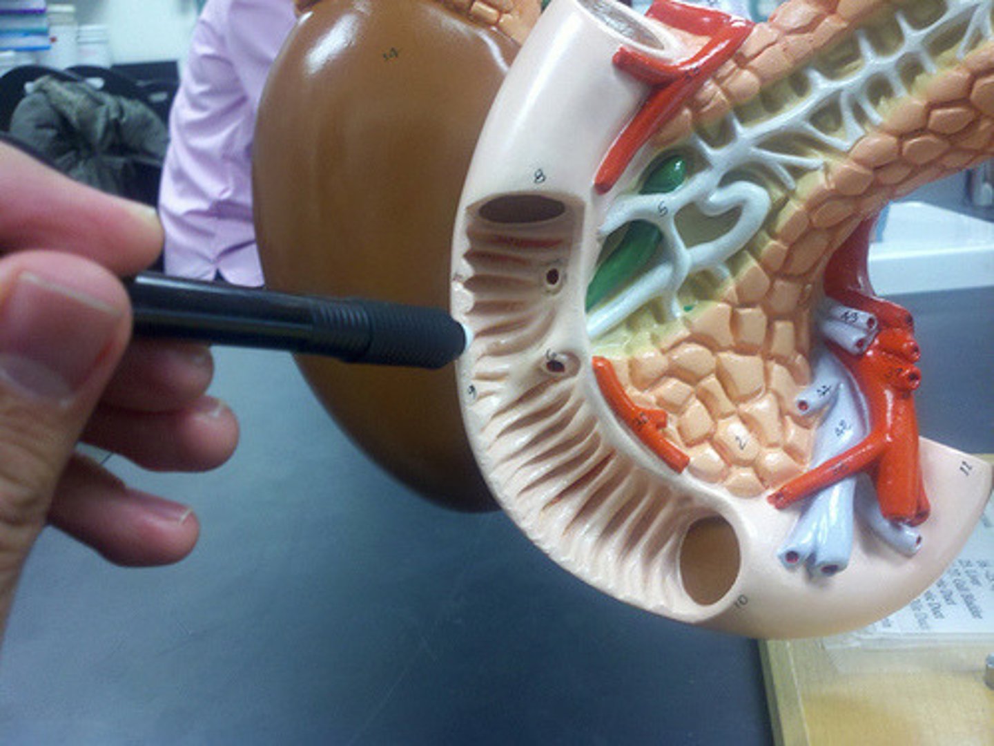 <p>Permanent circular folds of the intestinal mucosa and submucosa that force chyme to spiral, slowing its movement and increasing absorption time</p>
