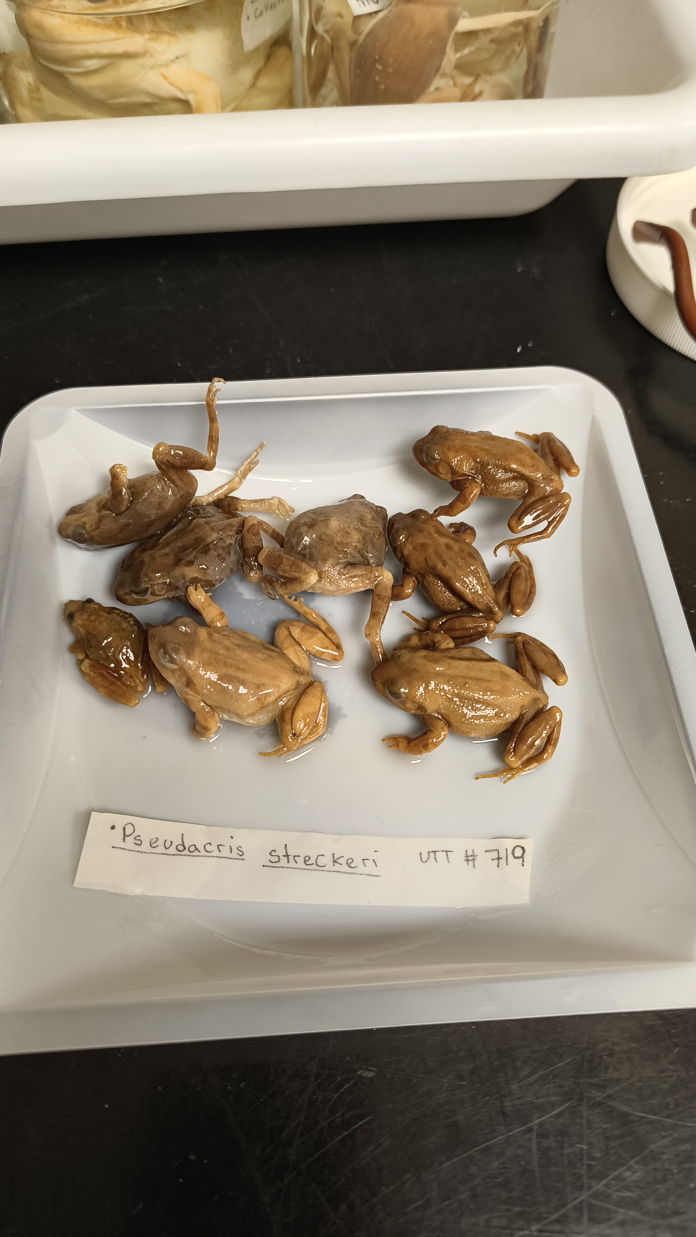 <p>Hylidae Pseudacris streckeri</p>