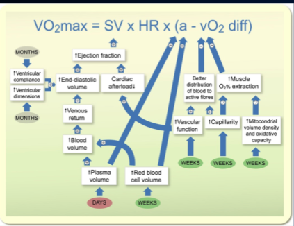 \-improvements to the muscle will affect our ability to extract oxygen from blood 

\-ex more vessels in type 1 fibres will enhance this ability 

\-we also get enhancement of mitochondria in muscle 

\-DRAW THIS!