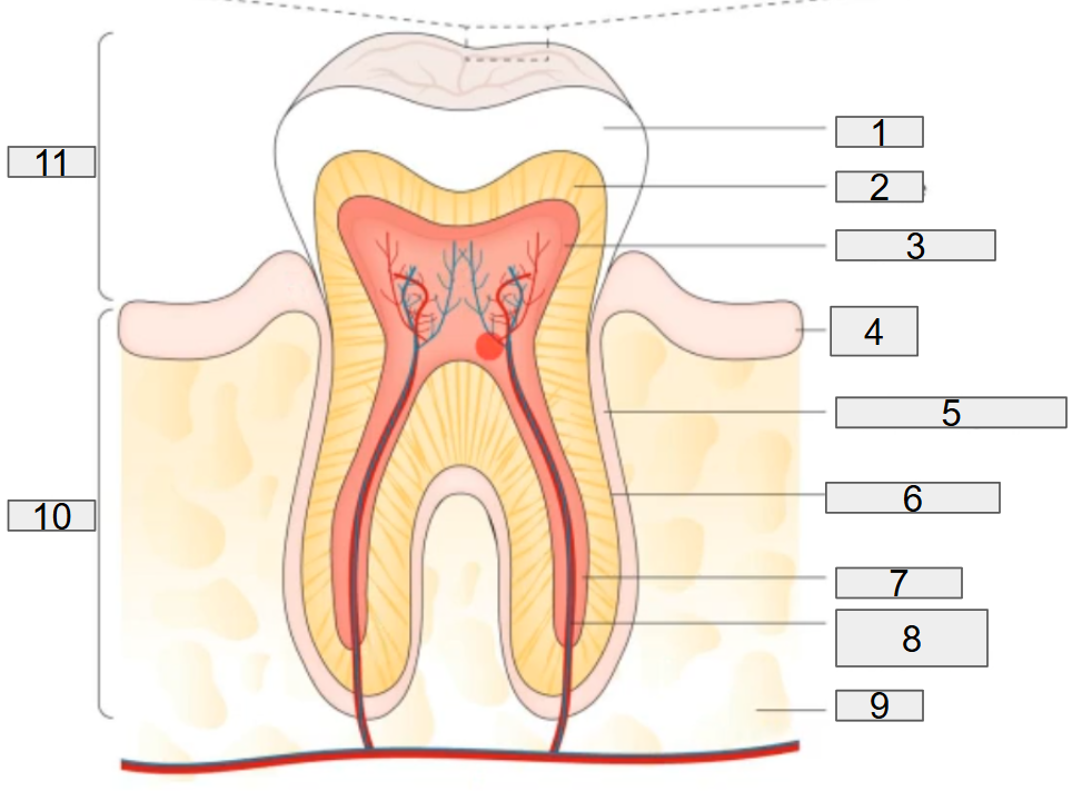 <p>what does # 8 on the diagram representing?</p>
