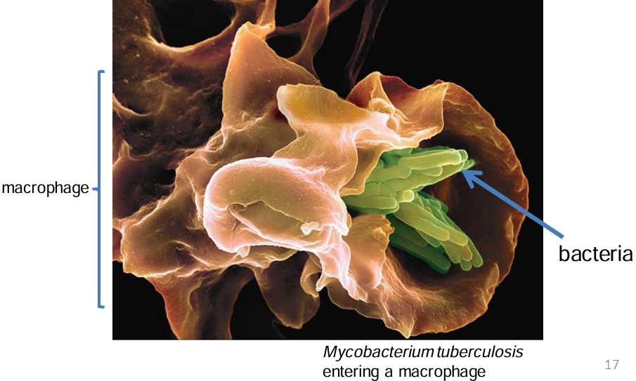 <p>can resist digestion by lysozymes and can even grow inside macrophages</p>