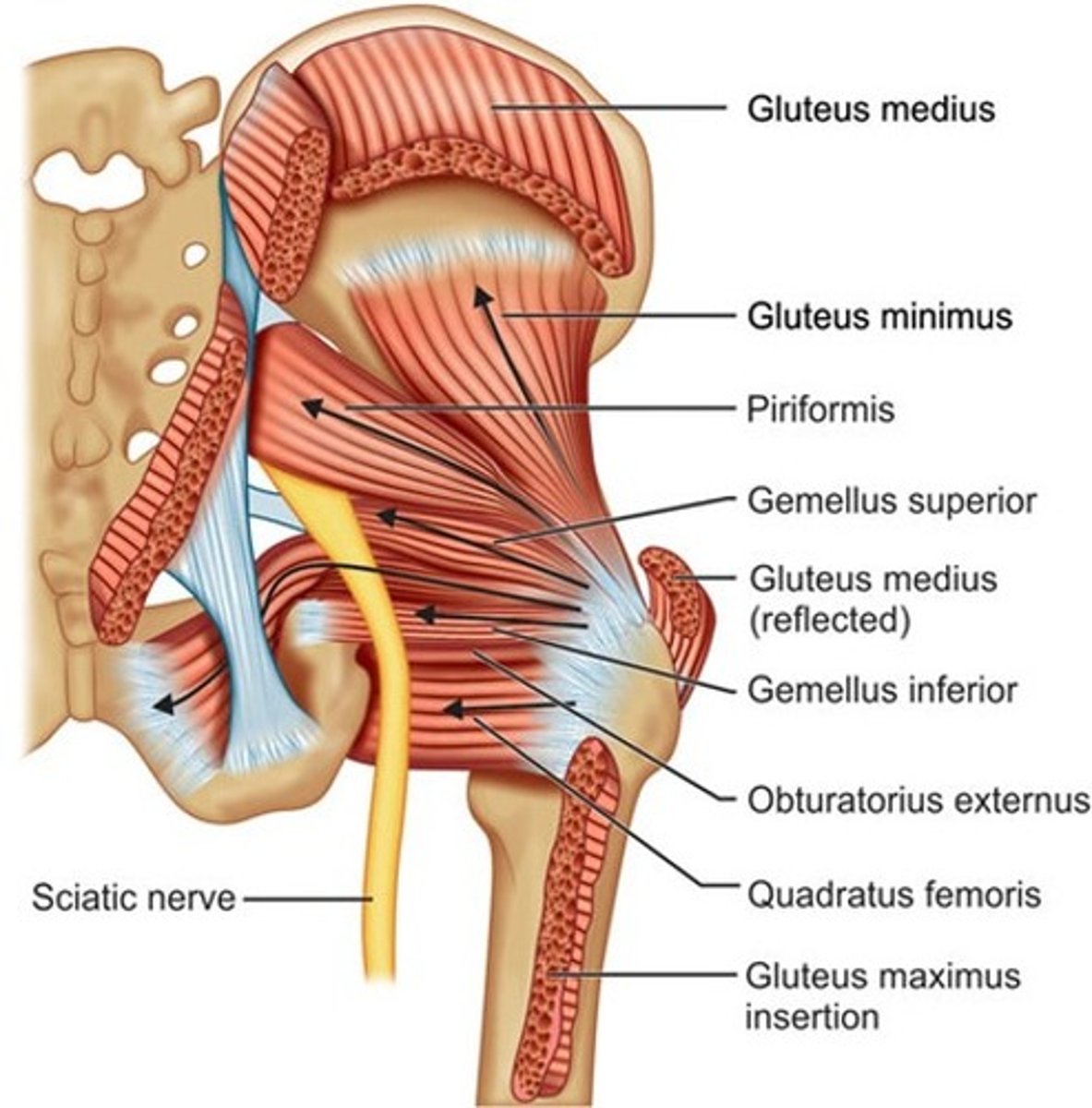 <p>piriformis, OI, gemellus (inferior and superior), quadratus femoris, obturaror externus, glute max</p>
