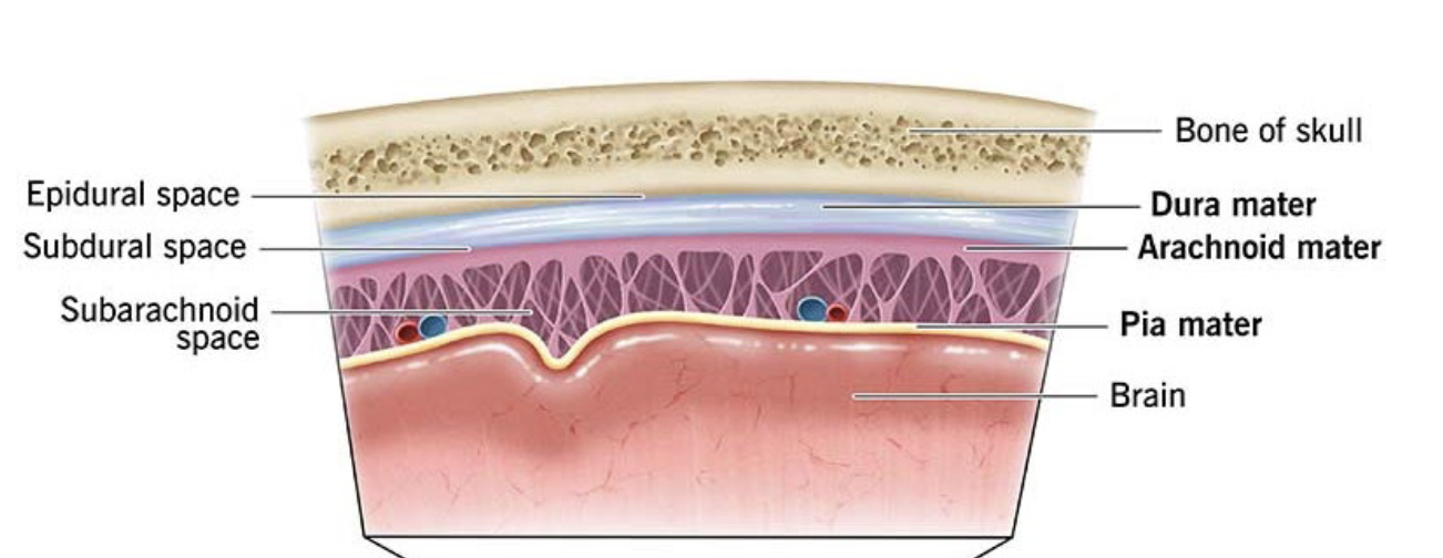 <p>Types of meninges</p>