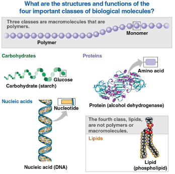 <p>Biological molecules</p>