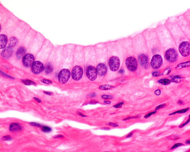 <p>simple columnar epithelium</p>