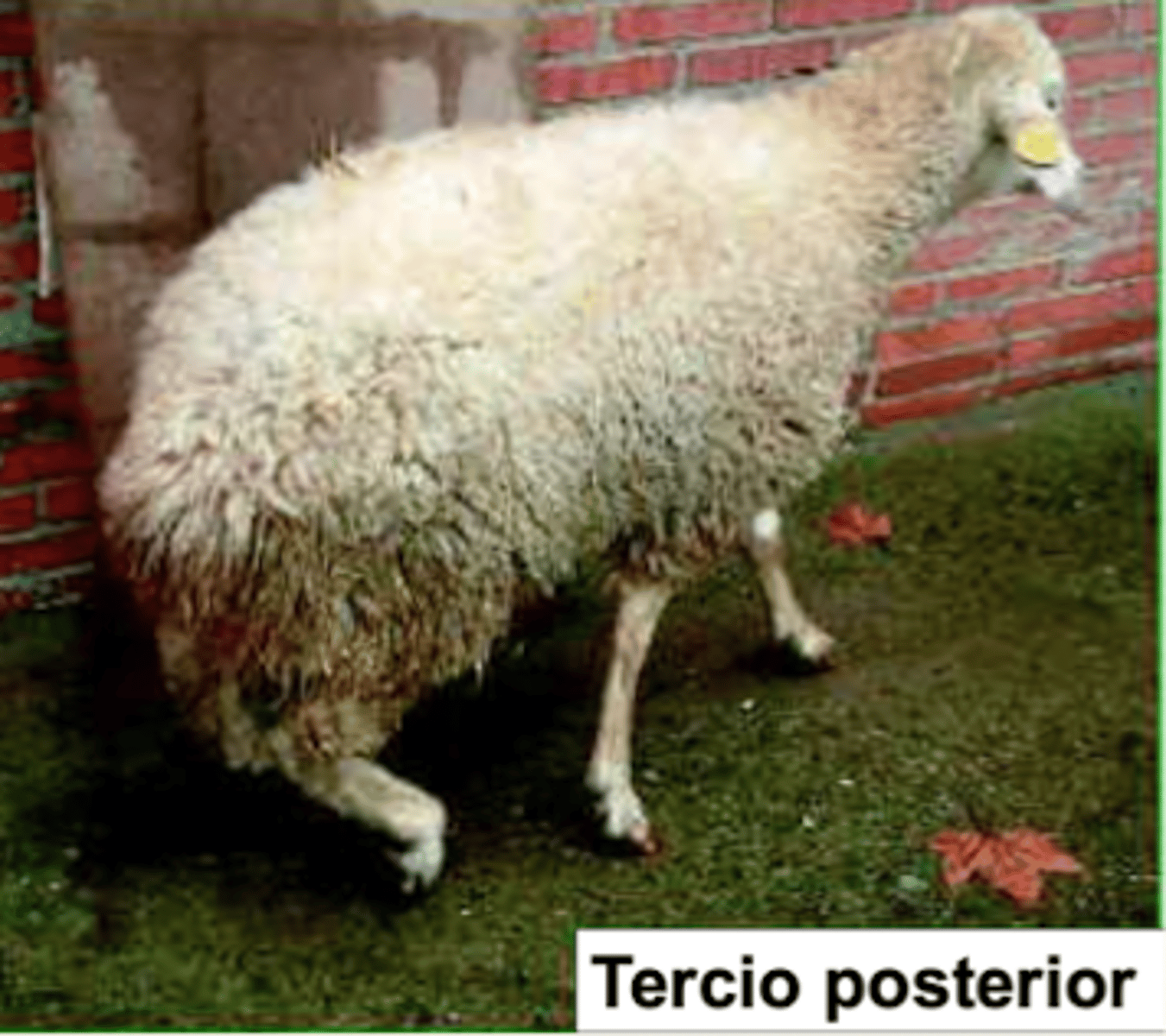<p>- animales se retrasan del resto del rebaño y tienen proiezos, trote anómalo, y caídas sin motivo</p><p>- adelgazan progresivamente hasta que aparece una marcada caquexia</p><p>- resulta característica la dificultad de extensión de la articulación del menudillo</p><p>- evoluciona a paraplejia, parálisis total, y muerte</p><p>- casos avanzados: mioatrofia de las extremidades posteriores</p>