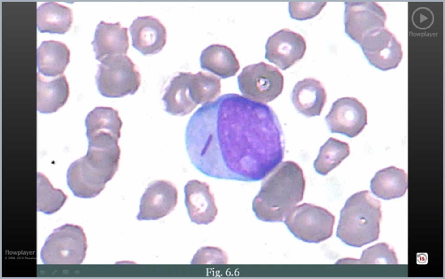knowt flashcard image
