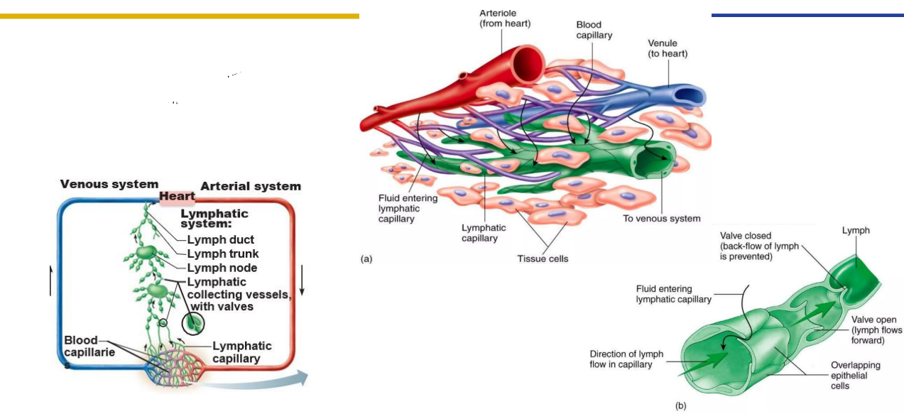 <p>Lymph Capillaries</p>