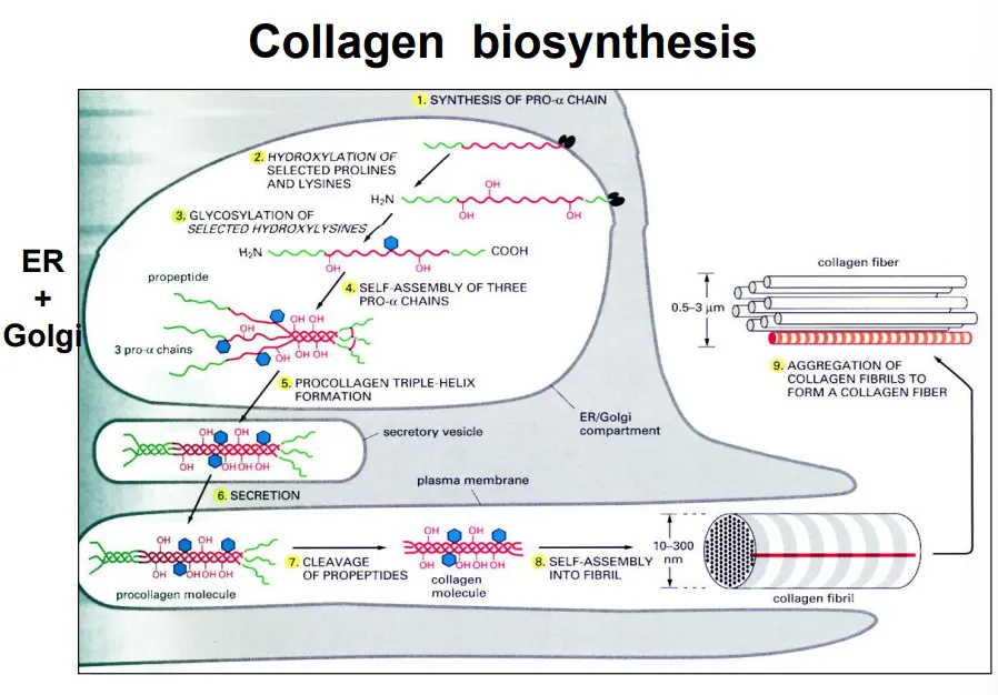 <ul><li><p>ER: synthesis of pro α-chains (precursors)</p></li><li><p>ER: proline and lysine hydroxylation- vitamin C is a cofactor</p></li><li><p>ER: glycosylation of hydroxylysines</p></li><li><p>ER: self-assembly of the chains into a procollagen triple helix</p></li><li><p>golgi: N-linked glycan modifications for recognition </p></li><li><p>secretory vesicles: transfer to plasma membrane</p></li><li><p>ECM: cleavage of the ends by extracellular proteases</p></li><li><p>ECM: self-assembly into collagen fibril</p></li><li><p>ECM: aggregation of fibrils into a fibre</p></li></ul><p></p><p>collagen fibres cross-link at specific, regular points, giving them a striated/banded pattern</p><p></p>