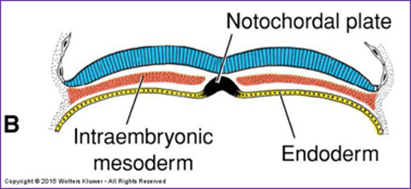 <p>notochordal plate</p>