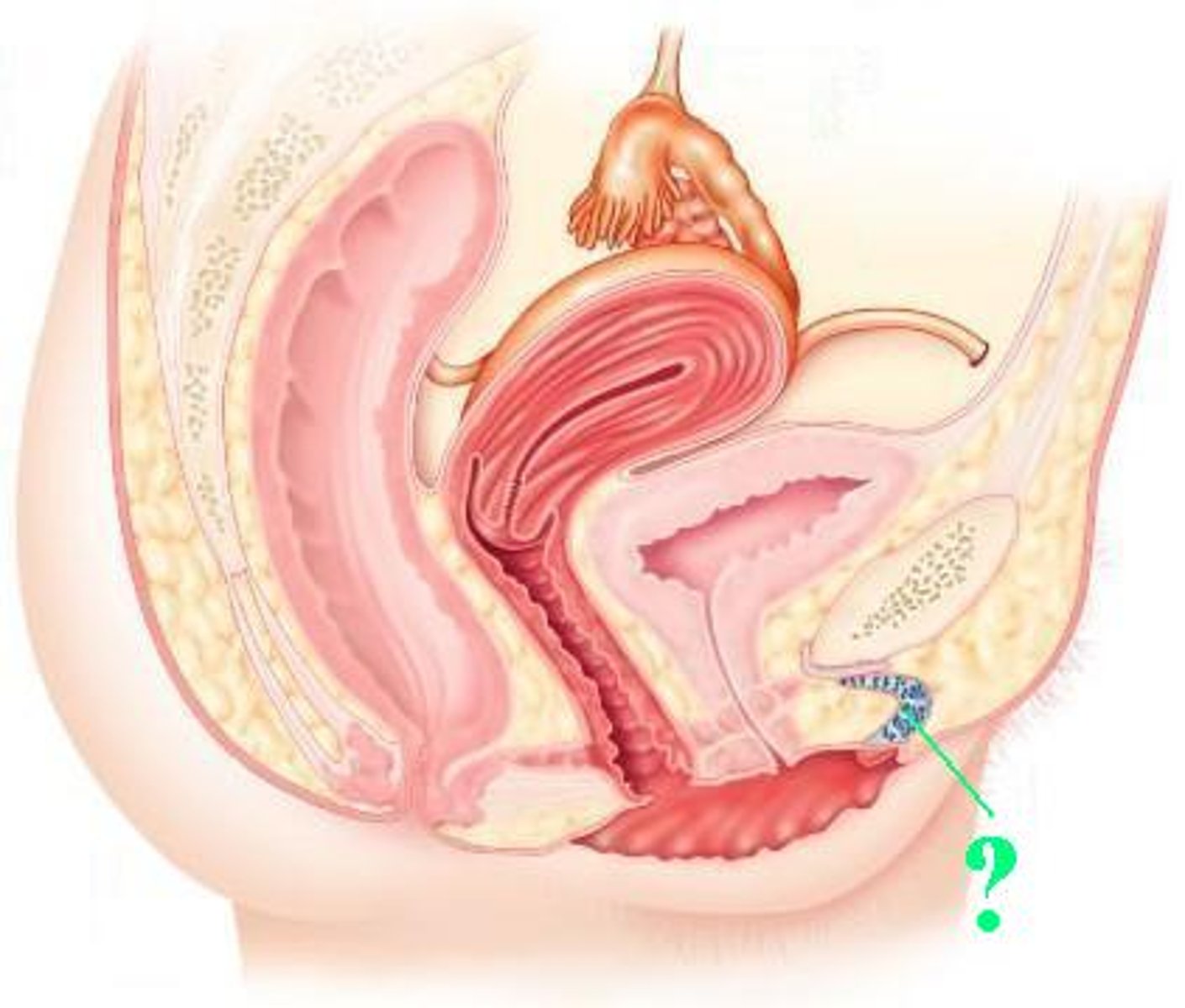 <p>Identify the indicated structure.</p>