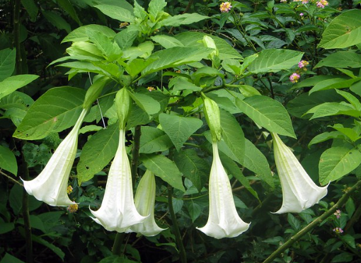 <p>Scopolamine</p>