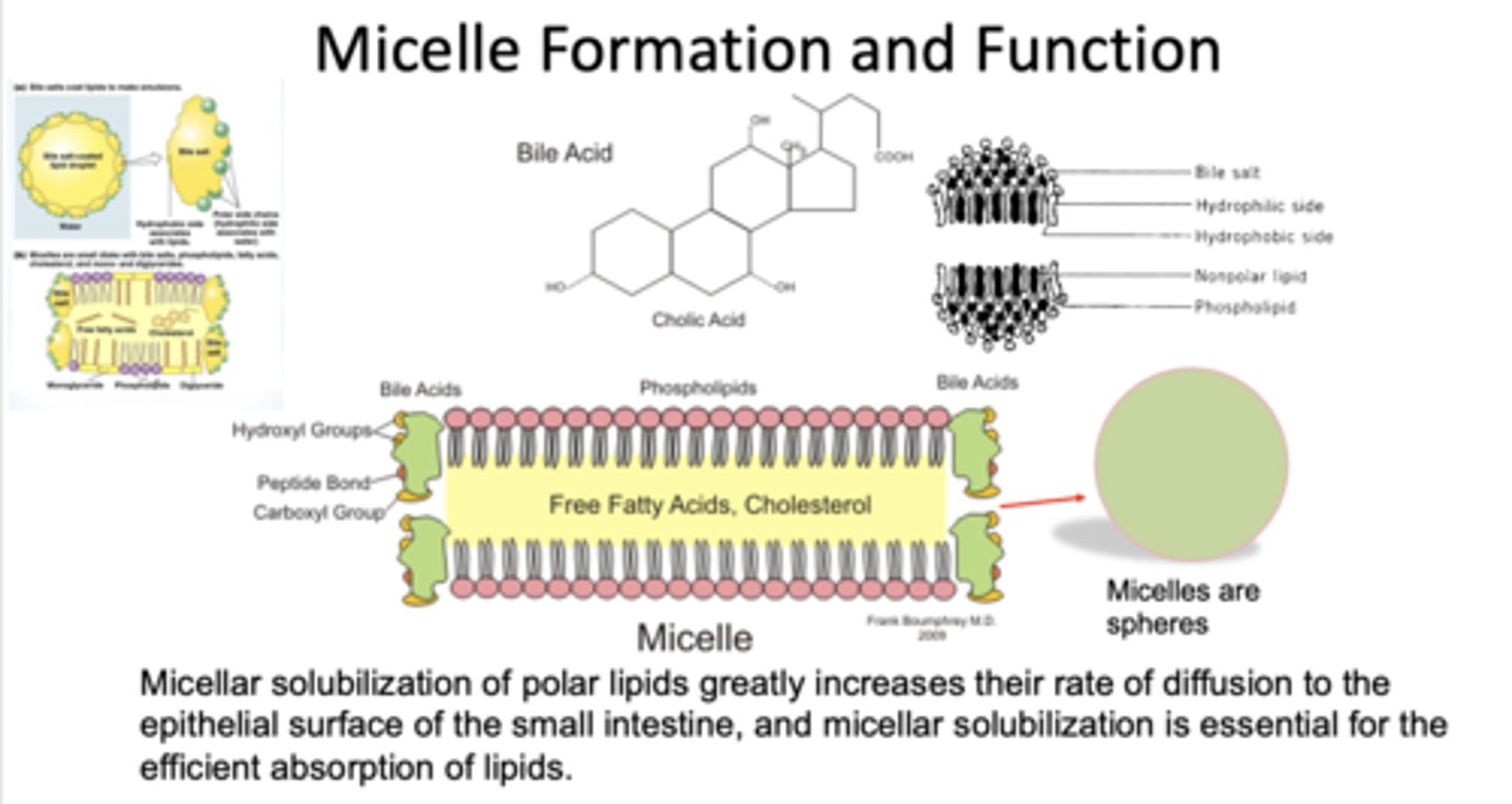 <p>diffusion to small intestine</p>