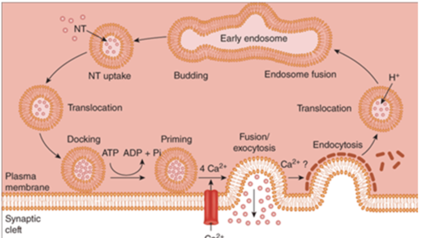 <p>c. They are retrieved and recycled back into the presynaptic terminal</p>