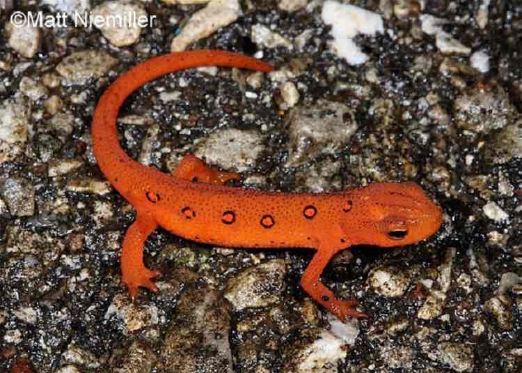 <p>This salamander’s body is blaring orange, bright to dull red or brownish with lighter spots encircled by black. It has small black specks scattered along the sides and back, and dry, granular skin. In the adult form, it is olive green above with regularly spaced orange spots encircled by black on the back and scattered small black specks along the back and sides.</p>