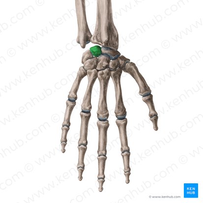<p>What bone is this?</p>