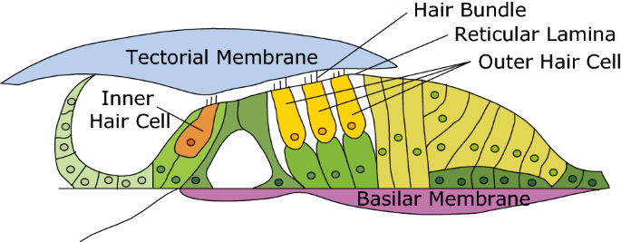 <p>Tectorial Membrane</p>