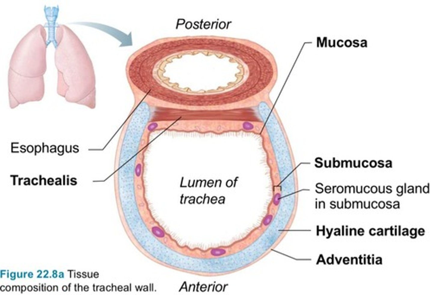 <p>Mucosa, submucosa, and adventitia.</p>