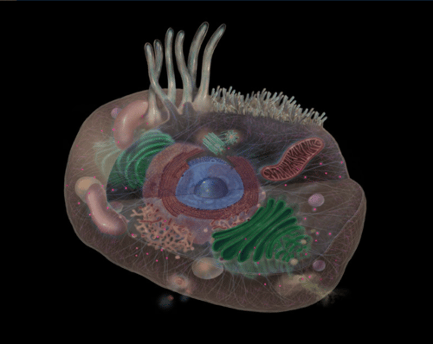 <p>Sites of protein synthesis</p>
