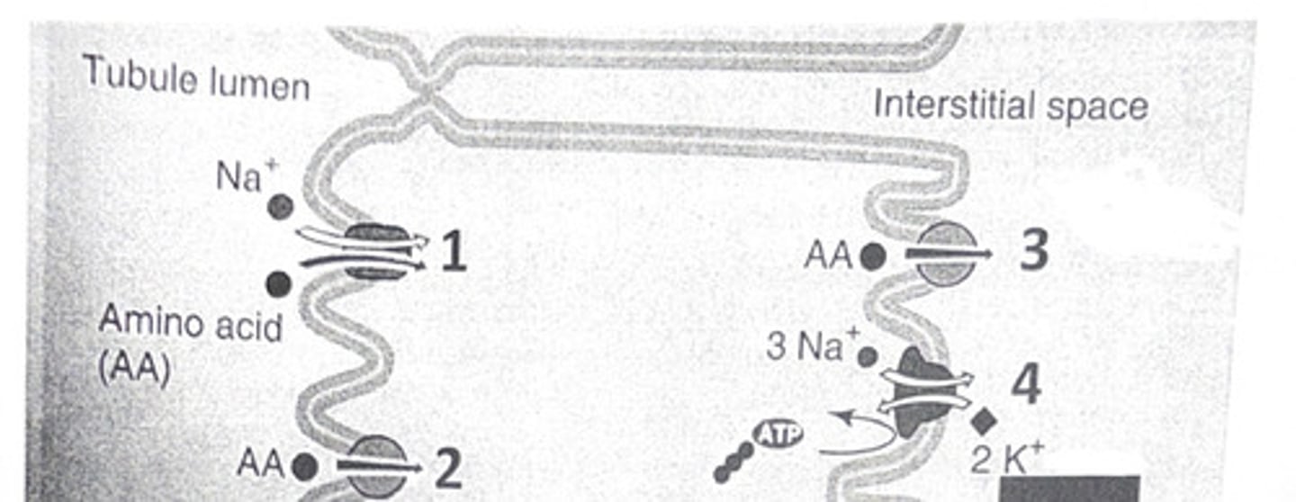 <p>Filtered and reabsorbed</p>