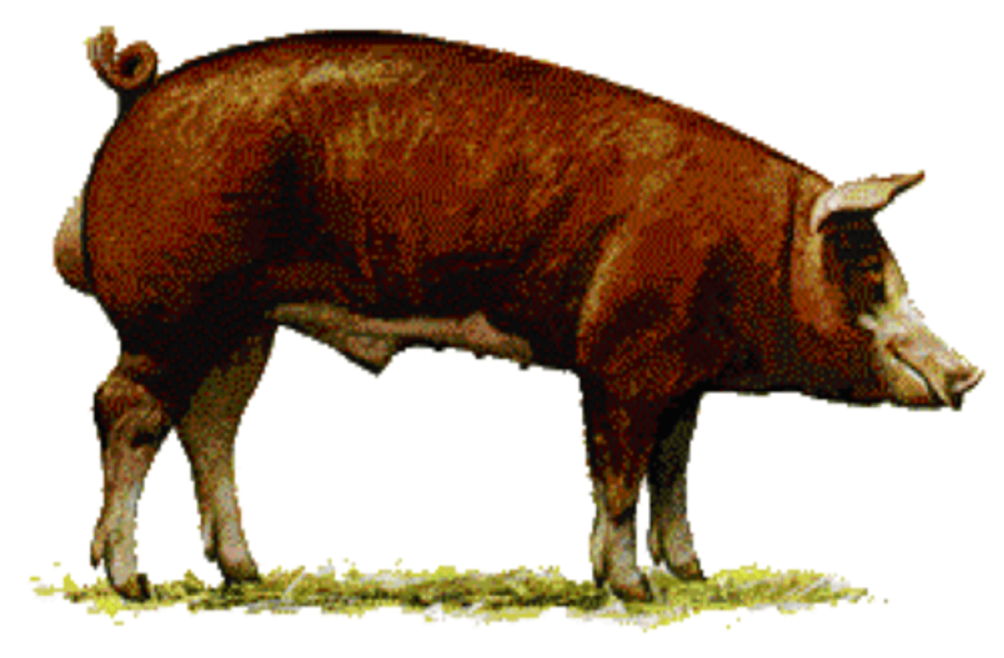 <p>- Terminal breed</p><p>- Can by identified by its red body and white face and legs, and down ears</p>