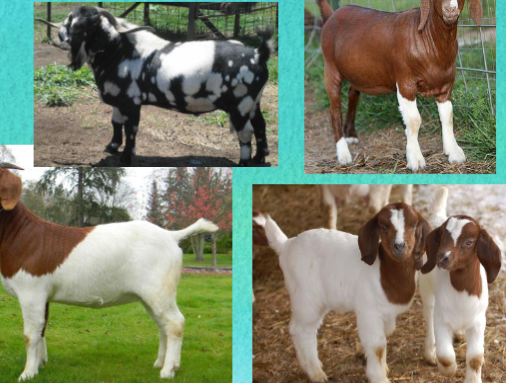 <ul><li><p><span style="color: rgb(0, 0, 0);">Typically have white bodies and distinctive brown heads.</span></p></li><li><p><span style="color: rgb(0, 0, 0);">Some can be completely brown or white or have large spots of a different color.</span></p></li><li><p><span style="color: rgb(0, 0, 0);">Ears are long and pendulous.</span></p></li><li><p><span style="color: rgb(0, 0, 0);">Head is small with a “Roman” nose.</span></p></li><li><p><span style="color: rgb(0, 0, 0);">Are docile and fast growing with high fertility rates.</span></p></li></ul><p></p>