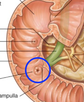 <p>Upphöjning i duodenums inre vägg med mynning för bukspott (d. pancreaticus) och galla (d. choledocus)</p>