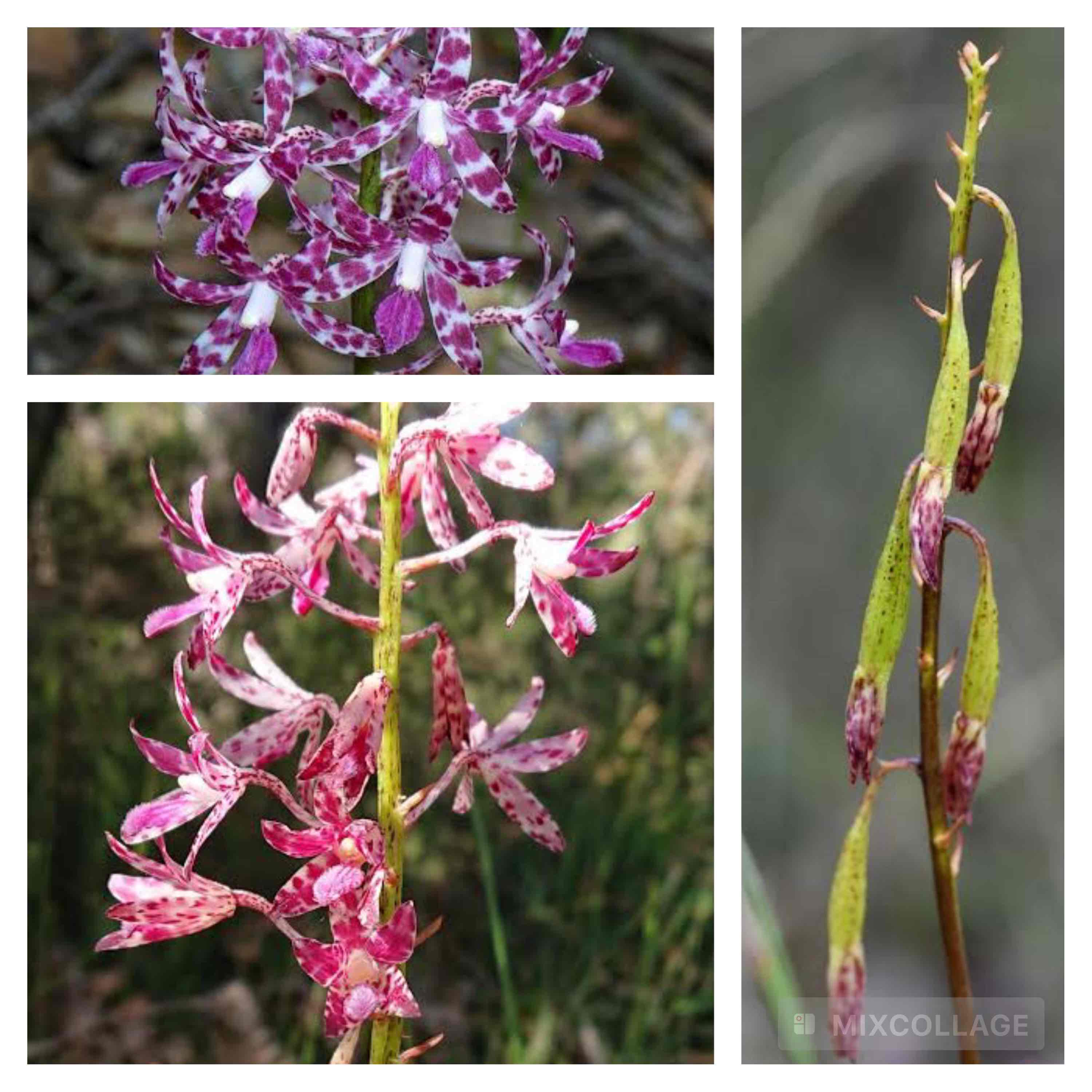 <p>Slender hyacinth orchid</p>