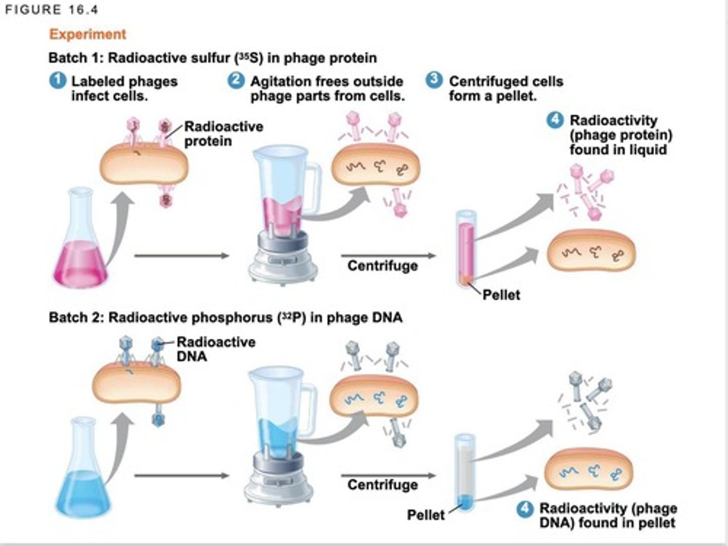 <p>DNA is the genetic material of the phage T2.</p>