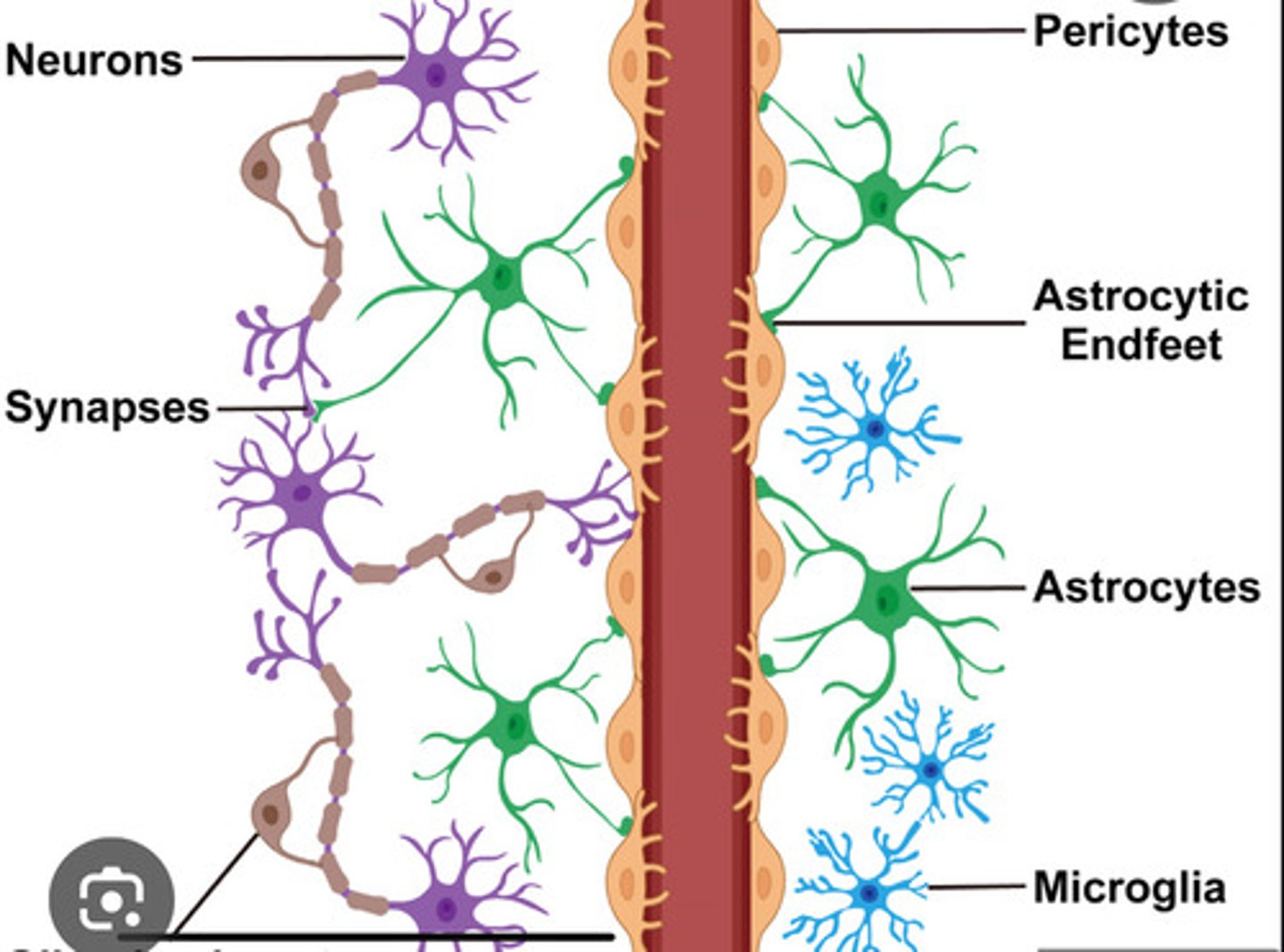 <p>Forms and regulates the blood-brain barrier</p><p>Provides neuronal support: allows neuron to get nutrients and oxygen from blood vessels</p><p>STAR shaped; stretch around and between neurons and blood vessels, secrete chemicals</p>