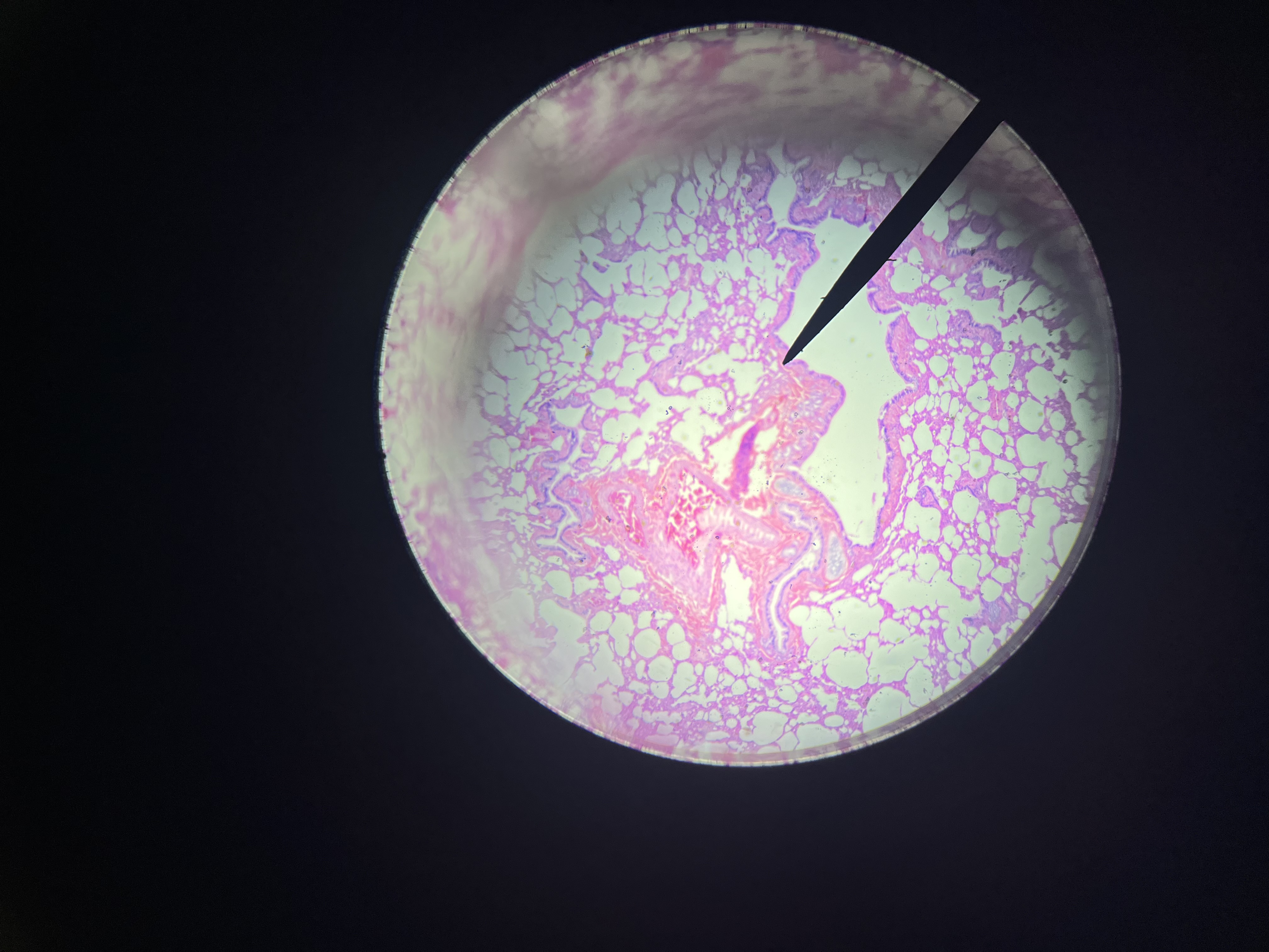 <p>single layer of cells that lines the blood vessels, alveoli, and lining of body cavities; they help with diffusion, filtration, secretion, and absorption</p>