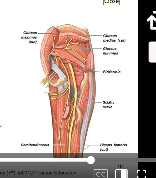 <ul><li><p>coming from the lumbosacral plexus, meeting at the notches, it is going to pass through posterior side of thigh and exit inferior to piriformis</p></li><li><p>anterior to gluteus maximus</p></li><li><p>tibial branch supplies flexor muscles of lower leg</p></li><li><p>common peroneal branch supplies extensor muscles of lower leg</p></li><li><p>damage to sciatic nerve causes a lot of pain since it innervates so much of leg and foot</p></li><li><p>tibial nerve runs in deep posterior compartment with posterior tibial artery</p><ul><li><p>innervates posterior side of leg/shank</p></li></ul></li><li><p>common peroneal nerve divides into superficial and deep peroneal nerves</p><ul><li><p>superficial runs laterally and hits/innervates all peroneal/fibular  muscles on posterior side</p></li><li><p>deep runs run through trough fossa btw fibular and tibialar. fossa = opening for deep peroneal/ fibular nerve to run through and go to anterior side of lower leg</p></li></ul></li><li><p>superficial peroneal nerve runs in lateral compartment</p></li><li><p>deep peroneal nerve runs in anterior compartment with anterior tibial artery and vein</p></li></ul><p></p>