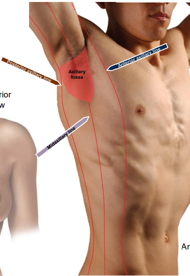 <p>A vertical line along the posterior border of the axilla, along the lateral margin of the latissimus dorsi</p>
