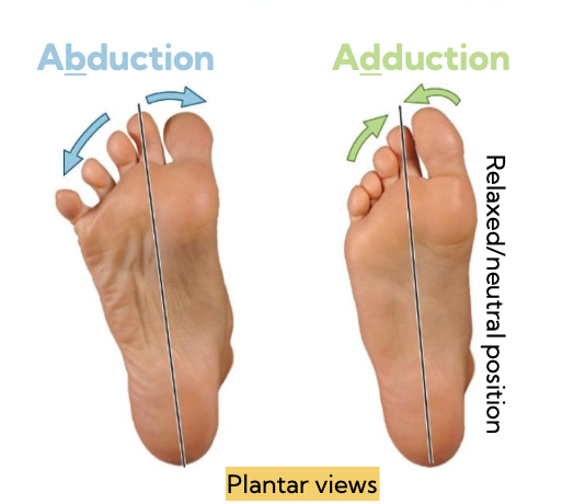 <p>blue- abduction</p><p>green- adduction</p>