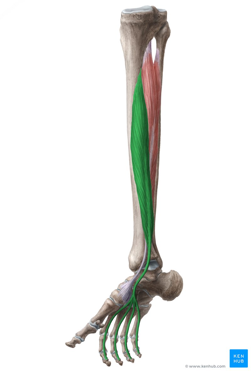 <p>curls toes (plantarflexion)</p>