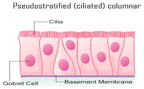 <p>Pseudostratified Epithelial tissue </p>