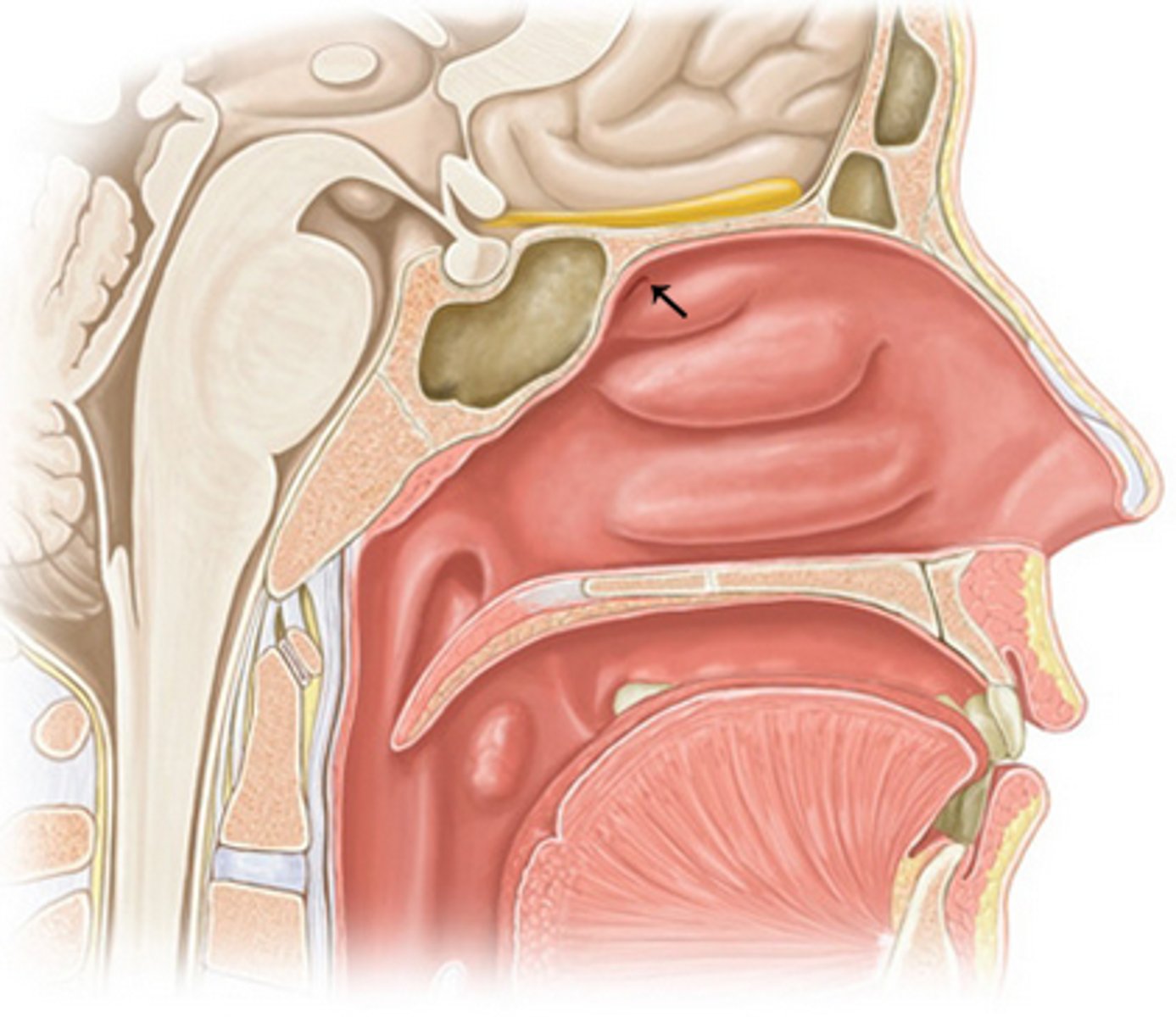 <p>location of opening of sphenoidal sinus</p>