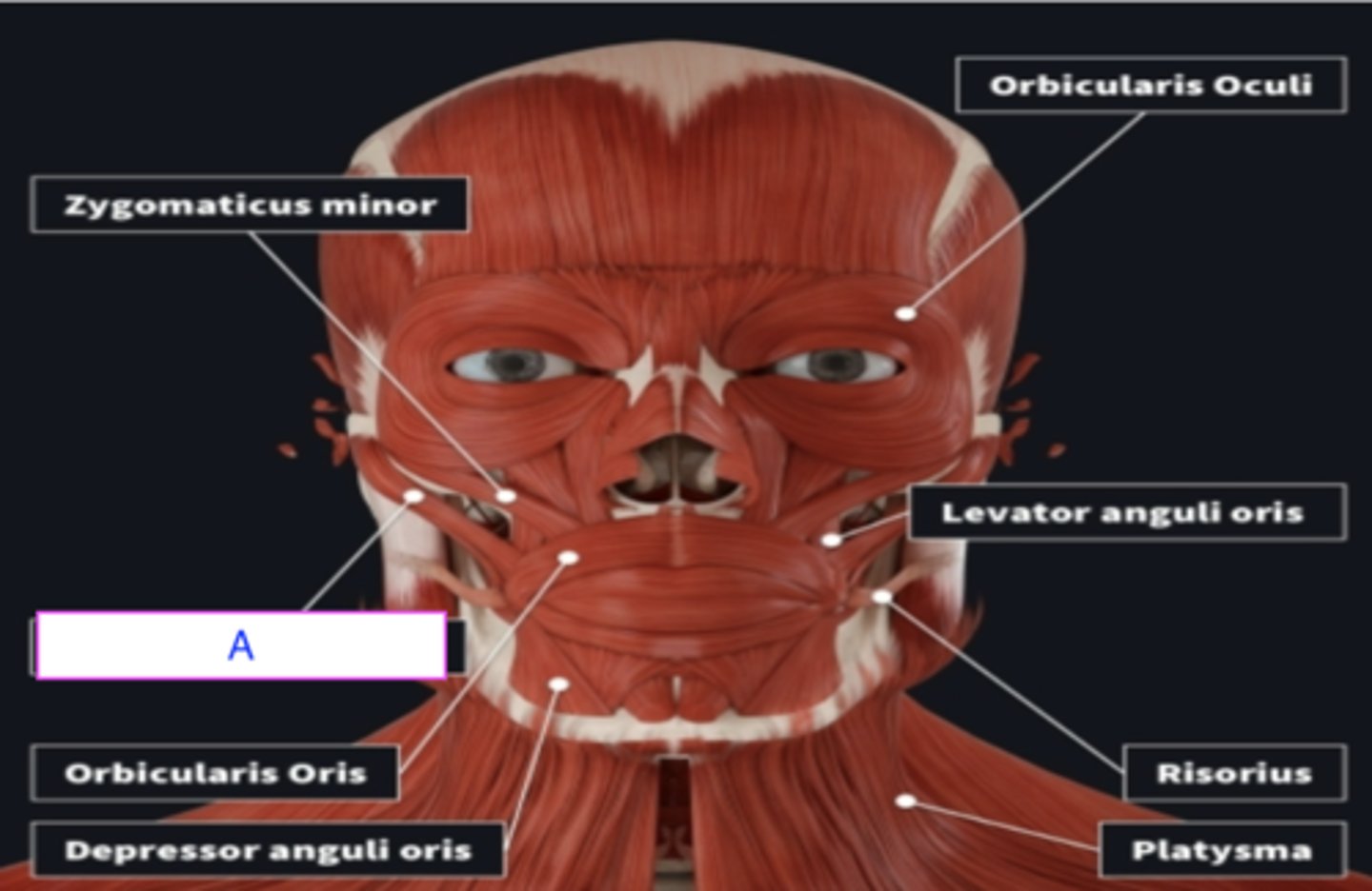 <p>ID muscle</p><p>- elevates corner of mouth</p>