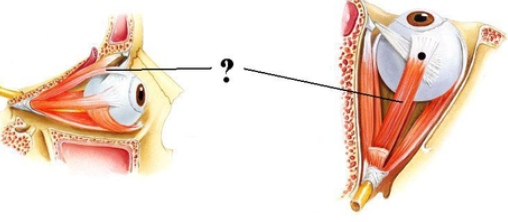 <p><span><span>Identify the indicated structure.</span></span></p>